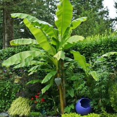 MUSA BASJOO | PLATANERO JAPONES
