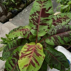 Planta con hojas grandes y coloridas, presentando patrones en verde y marrón.