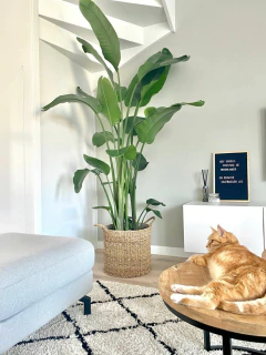 Strelitzia Nicolai mediana disponible para envío inmediato