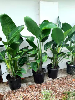 strelitzia flor blanca hojas grandes