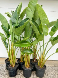 Planta Strelitzia Nicolai de tamaño medio para interior
