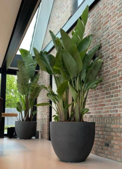 plantas para entradas de casa