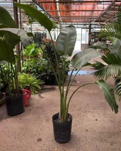 Comprá Strelitzia Nicolai mediana ideal para espacios luminosos

