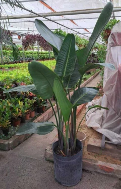 Strelitzia Nicolai triple: tres plantas en una para un impacto tropical