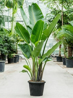 strelitzia nicolai grande xxl