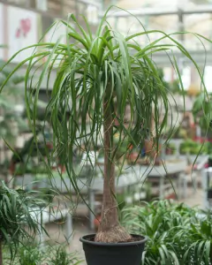nolina mediana