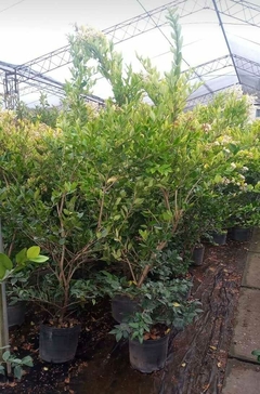 Arbustos de Olea Texana en vivero, ideales para cercos vivos, con follaje verde brillante.