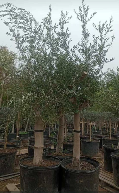 Ejemplar de árbol de olivo en maceta, ideal para jardines y regalos.