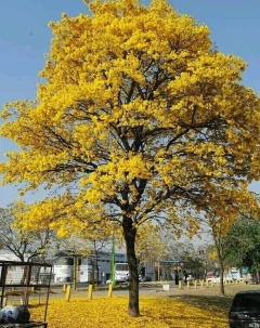 Arbol Ulmus montana Aurea Olmo Dorado ejemplar premium Biotienda