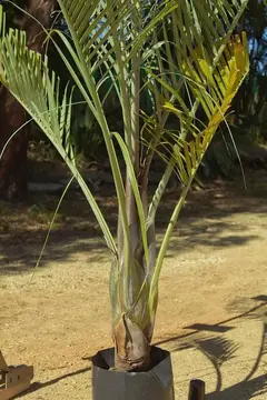 palmera triangular donde comprarla