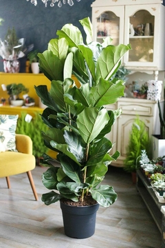 Planta Ficus Pandurata en maceta negra, con hojas grandes y brillantes, decorando un ambiente interior.