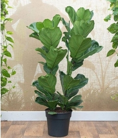 ficus pandurata precio