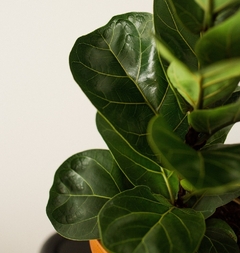 ficus lyrata comprar