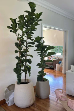  panduratas dobles xxl en macetas decorativas dentro de un salón amplio.