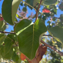 follaje de peral de flor