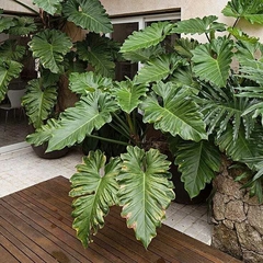 Plantas de Philodendron undulatum con hojas grandes y onduladas en un ambiente interior, junto a una mesa de madera.