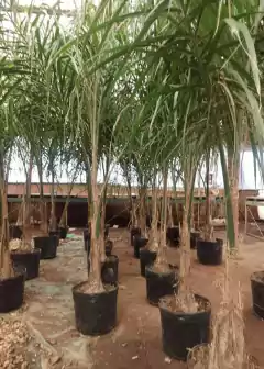 Palmeras Pindó (Syagrus romanzoffiana) en macetas en un vivero, ideales para jardines tropicales.