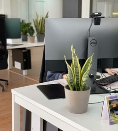 plantas para oficinas sin luz