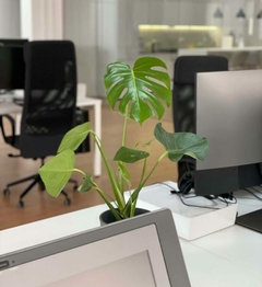 comprar plantas para interiores de oficina