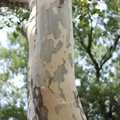 corteza de arbol de platano
