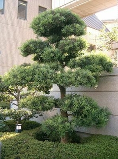 Árbol podocarpus japonés decorativo