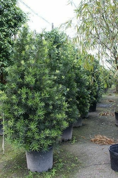 Follaje verde oscuro del podocarpus arbol para transplantar