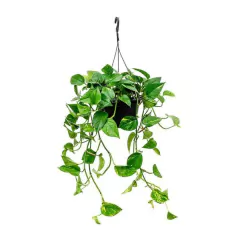 photus planta