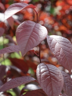 Prunus Pissardi: Color y Estilo Todo el Año