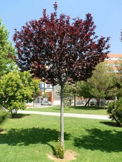 Prunus Pissardi: Color y Estilo Todo el Año - comprar online