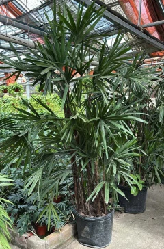 Planta de gran tamaño con hojas verdes abundantes en un vivero.