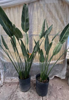 strelitzia reginae flor naranja