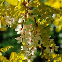 Robinia pseudoacacia Frisia precio