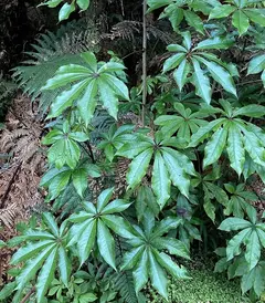 Dónde comprar planta natural Schefflera digitata de interior en Buenos Aires
