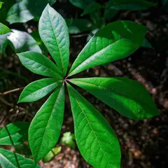 Planta árbol paraguas exótica para decoración tropical de interiores, oficinas y patios protegidos