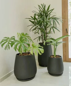 interiorismo plantas