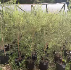 plantas para cerco