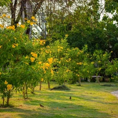 Tecoma stans en flor creciendo en un parque soleado, destacando sus flores amarillas vibrantes