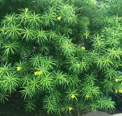 arboles de flor amarilla comprar