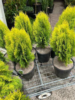 thuja para cercos