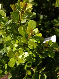 Venta de plantas para cercos vivos premium y arbustos estructurales en Zona Norte y Nordelta