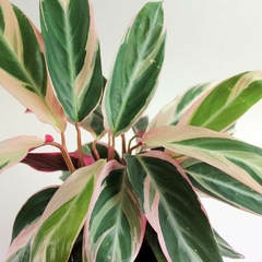  planta exótica