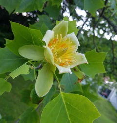 arbol tulipanero