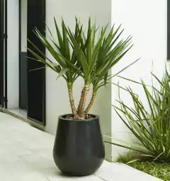 Planta en maceta negra en un ambiente exterior moderno.