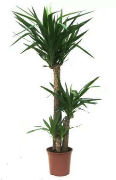 yuca planta grande