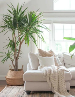 Planta Yuca Elephantipes en una sala de estar con sofá blanco y decoraciones acogedoras.