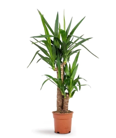 yucca elephantipes planta