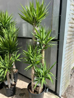 Planta Yuca Elephantipes en maceta, con hojas largas y verdes, ideal para jardines e interiores.
