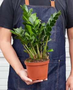 ZZ plant zamioculca