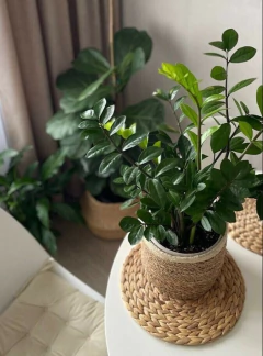 Planta Zamioculca en maceta decorativa sobre una mesa de interior, rodeada de otras plantas.