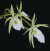 Brassavola Perrini-adulta - comprar online